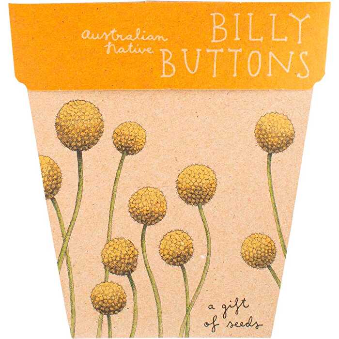 Sow 'n Sow Gift of Seeds Billy Buttons