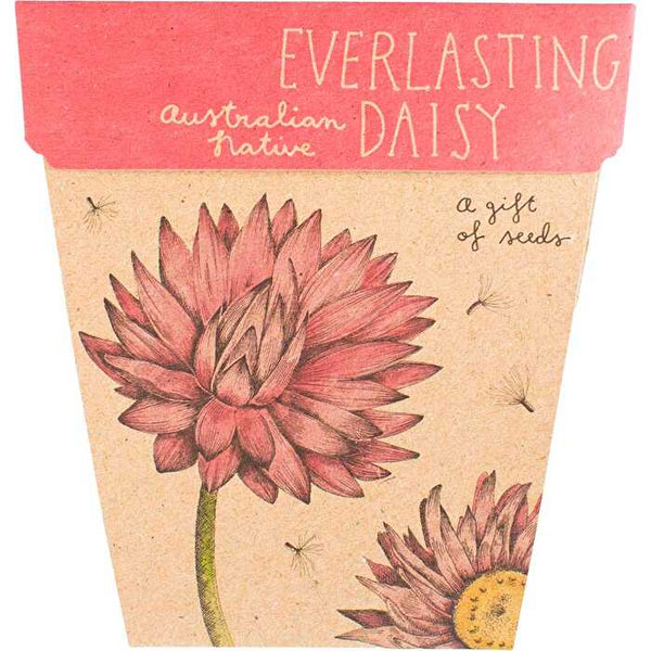 Sow 'n Sow Gift of Seeds Everlasting Daisy