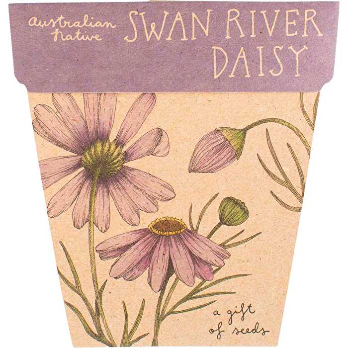 Sow 'n Sow Gift of Seeds Swan River Daisy