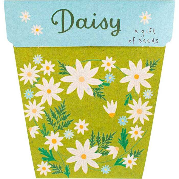 Sow 'n Sow Gift of Seeds Daisy
