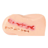 KMP Please Plant Seeds In My Little Hole! Large Famous Onahole  1 pc