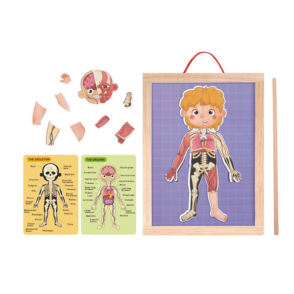 Tooky Toy Co Body Magnetic Chart  30x40x1cm